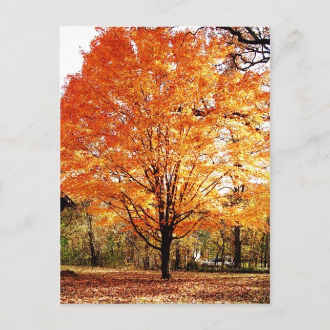 Thanksgiving Autumn Tree Leaves Postcard (Front)