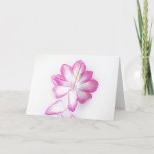 Thanksgiving Cactus Bloom