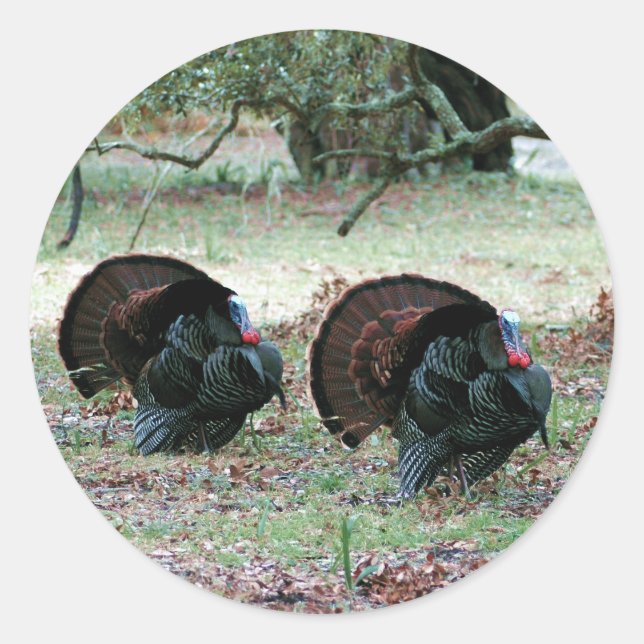 Thanksgiving Day Wild Turkeys in an Open Field Classic Round Sticker (Front)