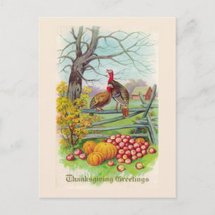 "Thanksgiving Greetings" Postcard