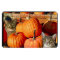Thanksgiving kitties and pumpkins