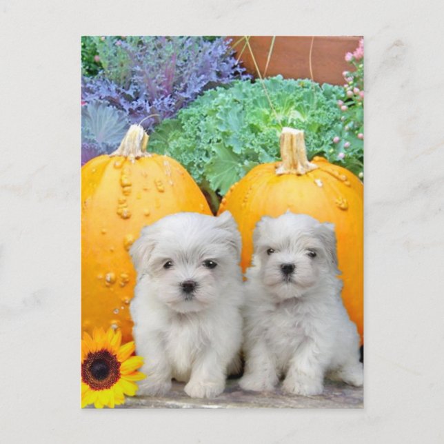 Thanksgiving Maltese puppies Holiday Postcard (Front)