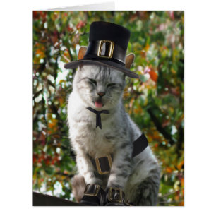 Thanksgiving Pilgrim Cat