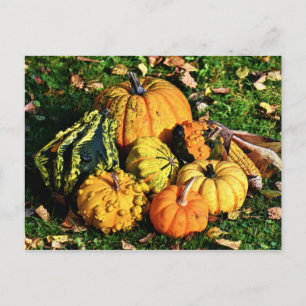Thanksgiving Scene with Pumpkins-Corn-Gourds Holiday Postcard
