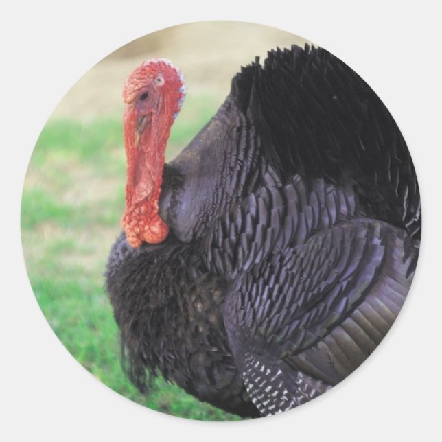 Thanksgiving Turkey Bird Classic Round Sticker (Front)