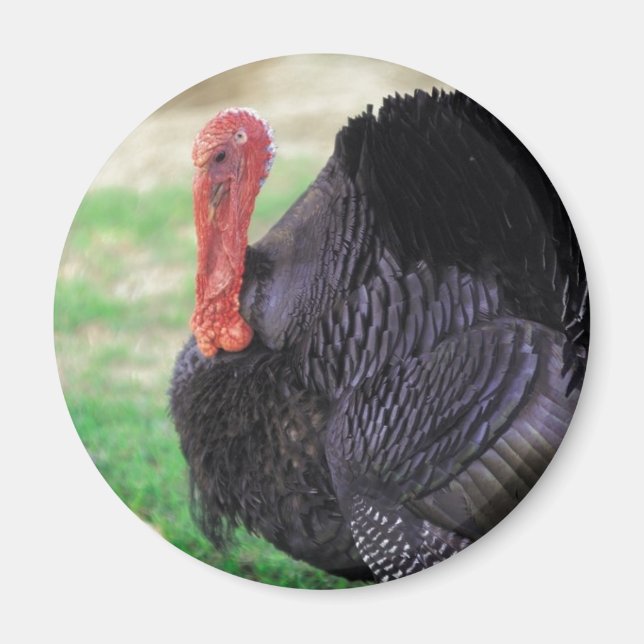 Thanksgiving Turkey Bird Magnet (Front)