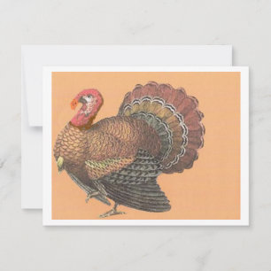 Thanksgiving Turkey Holiday Card