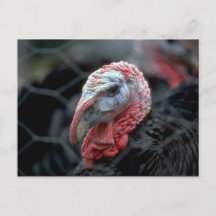 Thanksgiving Turkey