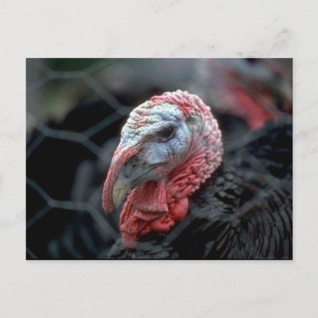 Thanksgiving Turkey Holiday Postcard (Front)