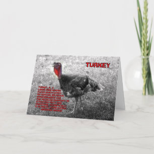 Thanksgiving Turkey Humour Holiday Card