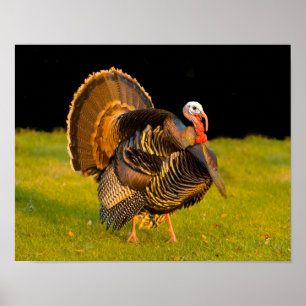 Thanksgiving turkey poster