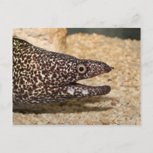 That's a Moray! Postcard