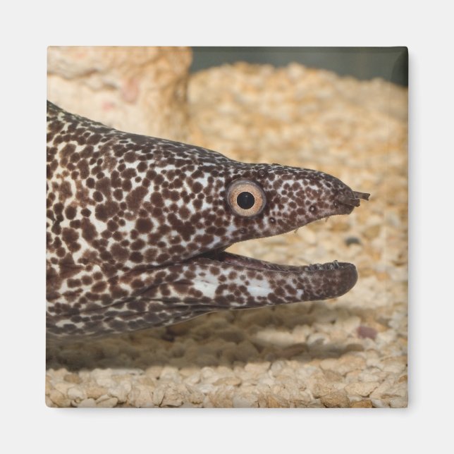 That's a Moray!  Square Magnet (Front)