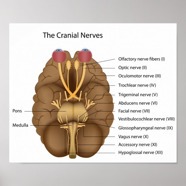 The 12 cranial nerves Poster (Front)