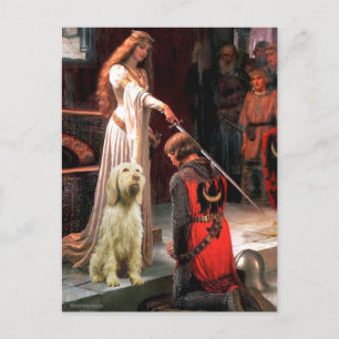 The Accolade - Spinone Italiano 5 Postcard