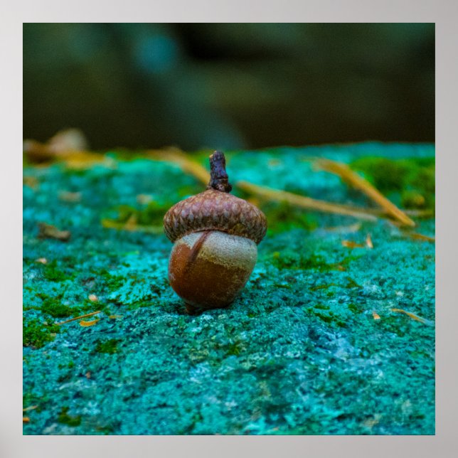 THE ACORN POSTER (Front)