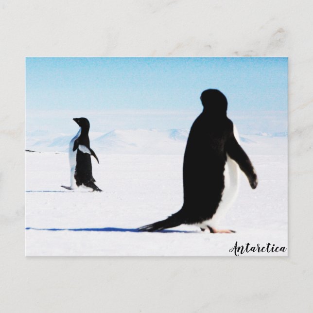 The Adélie Penguin Dancer and Friend Postcard (Front)