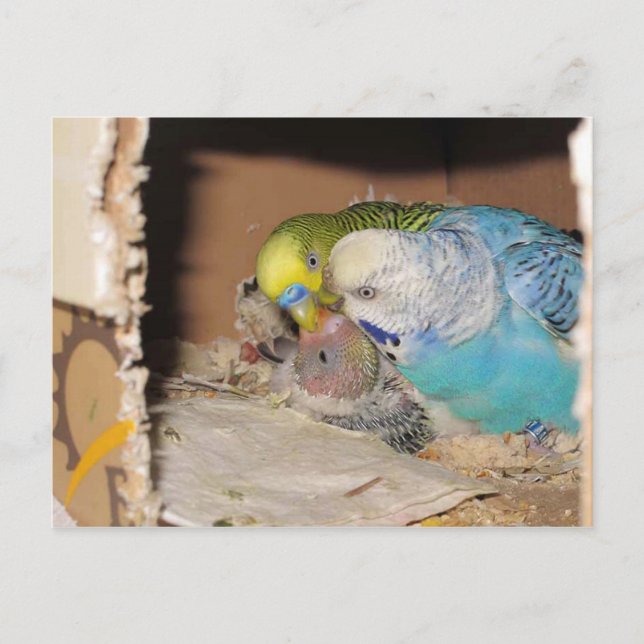 The Adoring Parents Postcard (Front)