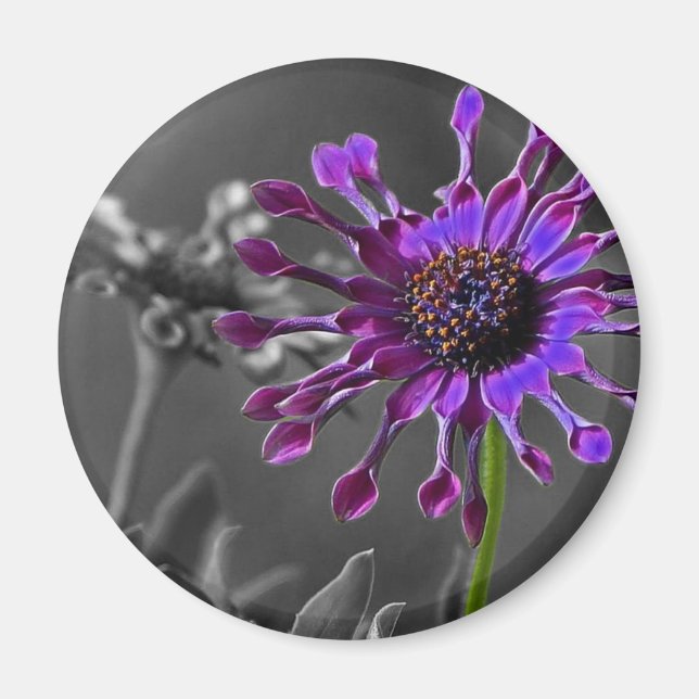 The African Daisy Magnet (Front)