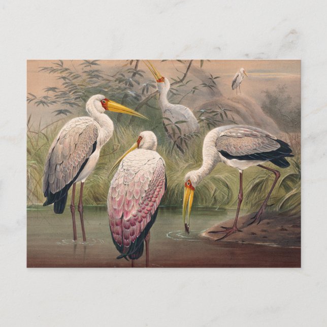 The African Wood Ibis by Joseph Wolf Postcard (Front)