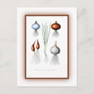 The Allium Family Postcard