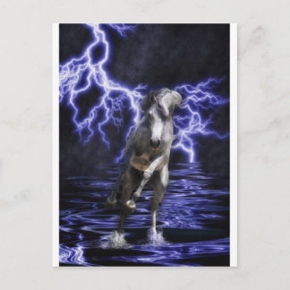 The Almighty Arabian Postcard