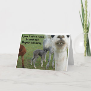 The Alpaca Birthday Card - Nature Interrupted