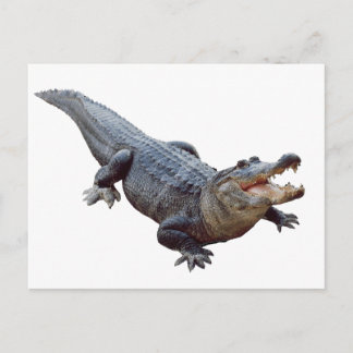 THE AMERICAN ALLIGATOR POSTCARD