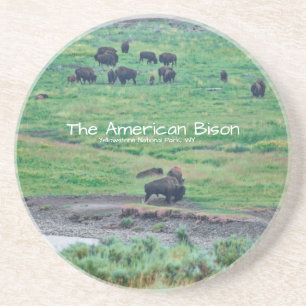 The American Bison Coaster