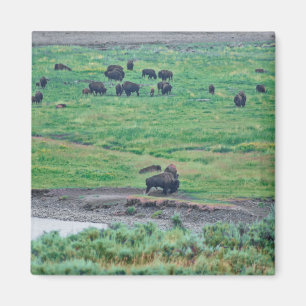 The American Bison Magnet