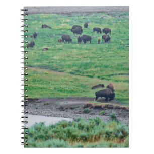 The American Bison Notebook