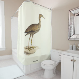 The American Bittern (Botaurus lentiginosus) Bird 