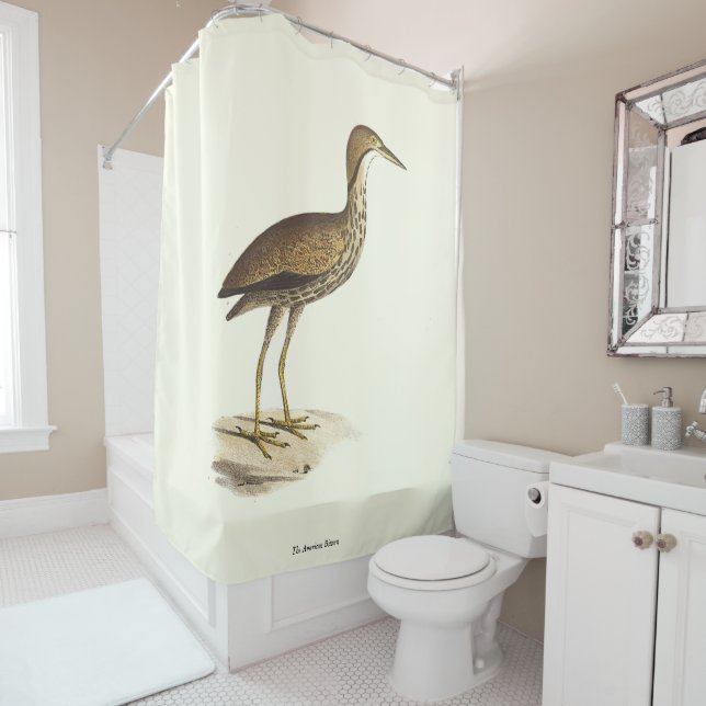 The American Bittern (Botaurus lentiginosus) Bird  (In Situ)