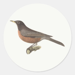 The American Robin (Turdus migratorius) NY Birds Classic Round Sticker