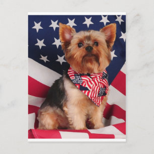 The American Yorkie Postcard