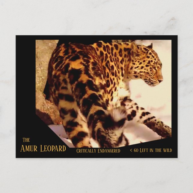 The Amur Leopard is Critically Endangered - Holiday Postcard (Front)