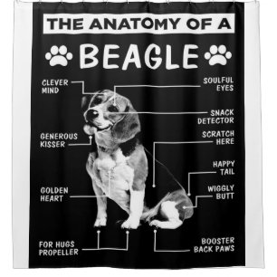 The Anatomy Of A Beagle Dog