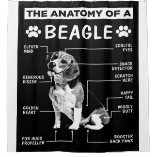 The Anatomy Of A Beagle Dog