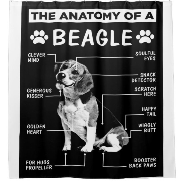The Anatomy Of A Beagle Dog (Front)