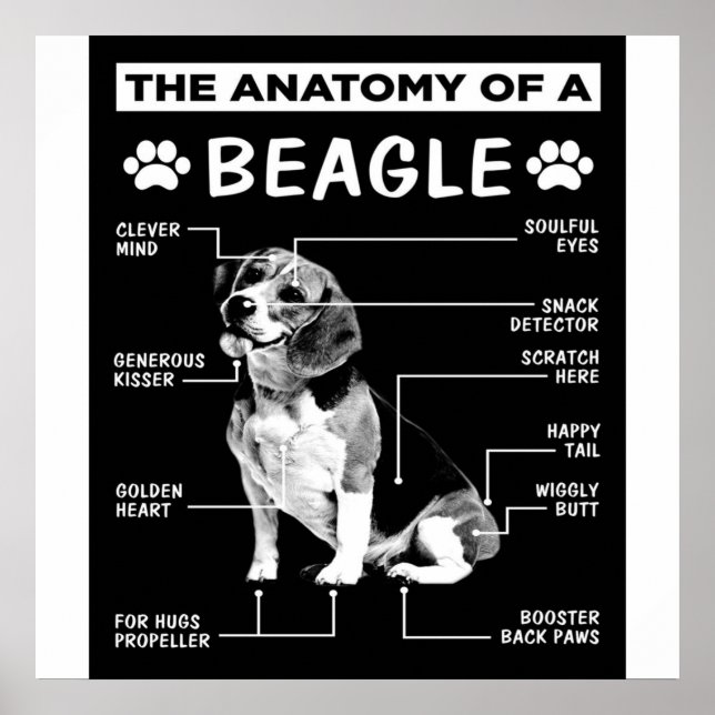 The Anatomy Of A Beagle Dog Poster (Front)