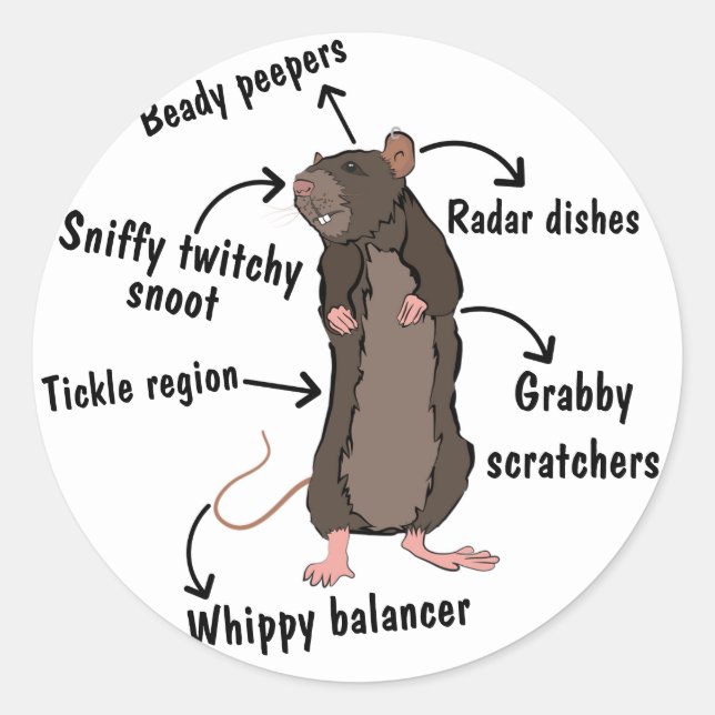 The Anatomy of a Rat Classic Round Sticker (Front)