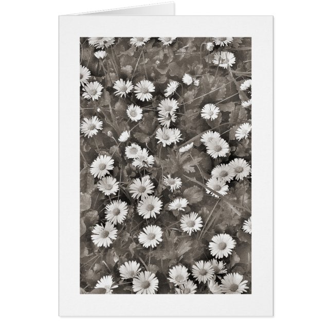 The Ancient of Daisies (Front)