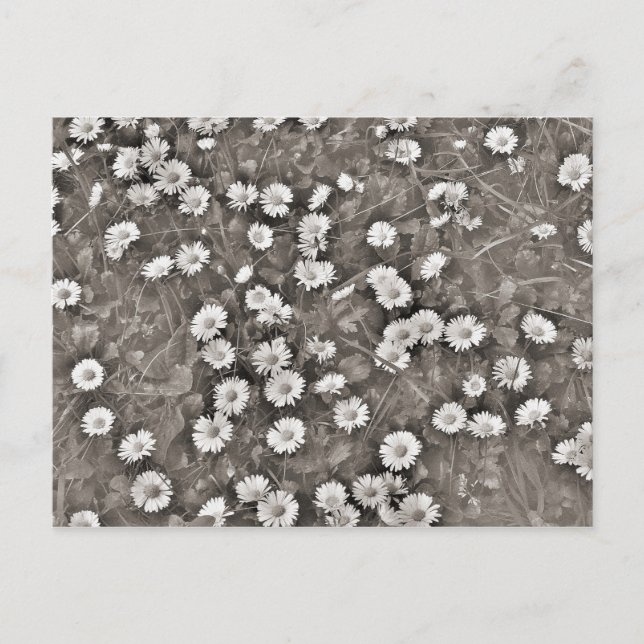 The Ancient of Daisies Postcard (Front)