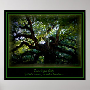 The Angel Oak Poster
