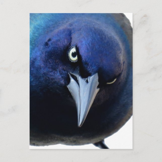 The Angry Grackle Postcard (Front)