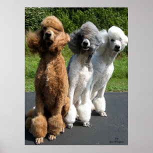 The answer my freind, is Poodles in the wind... Poster