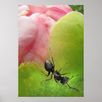 The Ant and the Peony