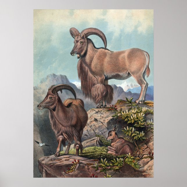 The Aoudad by Joseph Wolf Poster (Front)