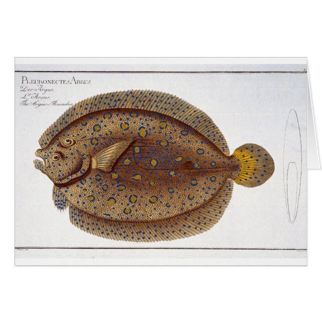 The Argus Flounder (Pleuronectes Argus) plate XLVI (Front Horizontal)