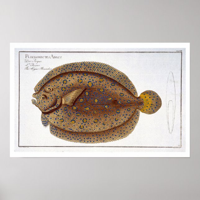 The Argus Flounder (Pleuronectes Argus) plate XLVI Poster (Front)